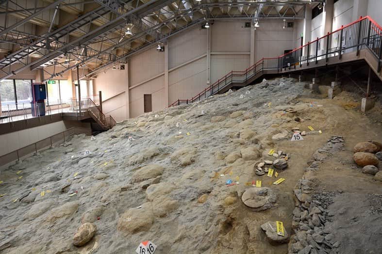 福島県さんのインスタグラム写真 - (福島県Instagram)「来て！ いわき市アンモナイトセンター 日本で初めて化石の産出地に作られた博物館で、産出した状態のままのアンモナイトの化石が多数展示されています。ここの目玉は化石掘り体験！ ハンマーやたがねを使い、野外の採掘場で化石を採掘することができます。子どもから大人まで楽しめる大人気のアクティビティです。 #いわき市 #化石 #アンモナイト #福島 #ふくしま #ふくしまからはじめよう #来て #fukushima #futurefromfukushima #japantrip #fukushimatrip  #traveljapan #instagramjapan #japan_of_insta  #insta_fukushima  #special_spot_」8月9日 18時04分 - realize_fukushima