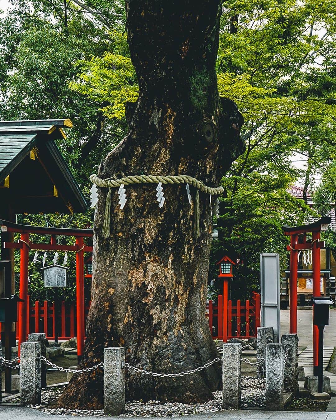 東急電鉄さんのインスタグラム写真 - (東急電鉄Instagram)「. Here is Nitta Shrine, said to be the birthplace of the “hamaya”, or demon-breaking arrow. In the center of the grounds sits a 700-year-old tree, revered as a sacred “god” tree. It’s said that if you touch the tree you will be rejuvenated, making here a famous Tokyo power spot. On the shrine grounds you’ll also find the LOVE shrine and even a ping pong table. Nitta Shrine is especially loved by the local people nearby. (Tokyu Tamagawa Line/Musashi-Nitta Station) . 破魔矢発祥の地と言われている新田神社。境内の中央にある樹齢700年の御神木に触れて祈願すると、若返るといわれています。東京を代表的するパワースポットだそうです。 境内にはLOVE神社や卓球台などもあり、地元の方に愛されている神社です。（東急多摩川線 武蔵新田駅) . #goshuin #御朱印 #新田神社 #temple #temples #shrine #神社 #神社仏閣  #japan #日本 #japan_focus #japantravel #japantrip #instagramjapan #japan🇯🇵 #japan_vacations #ilovejapan #lovejapan #nippon #instajapan #lovers_nippon #ig_japan #visitjapanjp #visitjapan #team_jp_ #japanexplorer #discoverjapan #instatravel #traveling #explore」8月9日 18時39分 - tokyu_railways