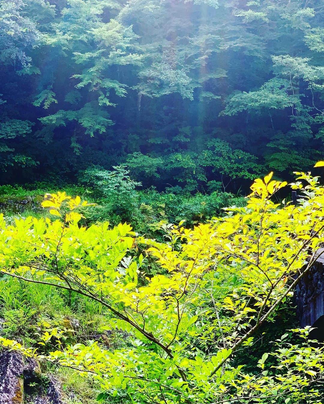 谷川じゅんじさんのインスタグラム写真 - (谷川じゅんじInstagram)「Ancient flow, Valley of Gods. 神々の里。高千穂峡。ただただ圧巻。#goodvibesonly #goodneighbors #takachihostyle #miyazakilife #thisismiyazaki #thisisjapan」8月9日 18時56分 - junjitanigawa