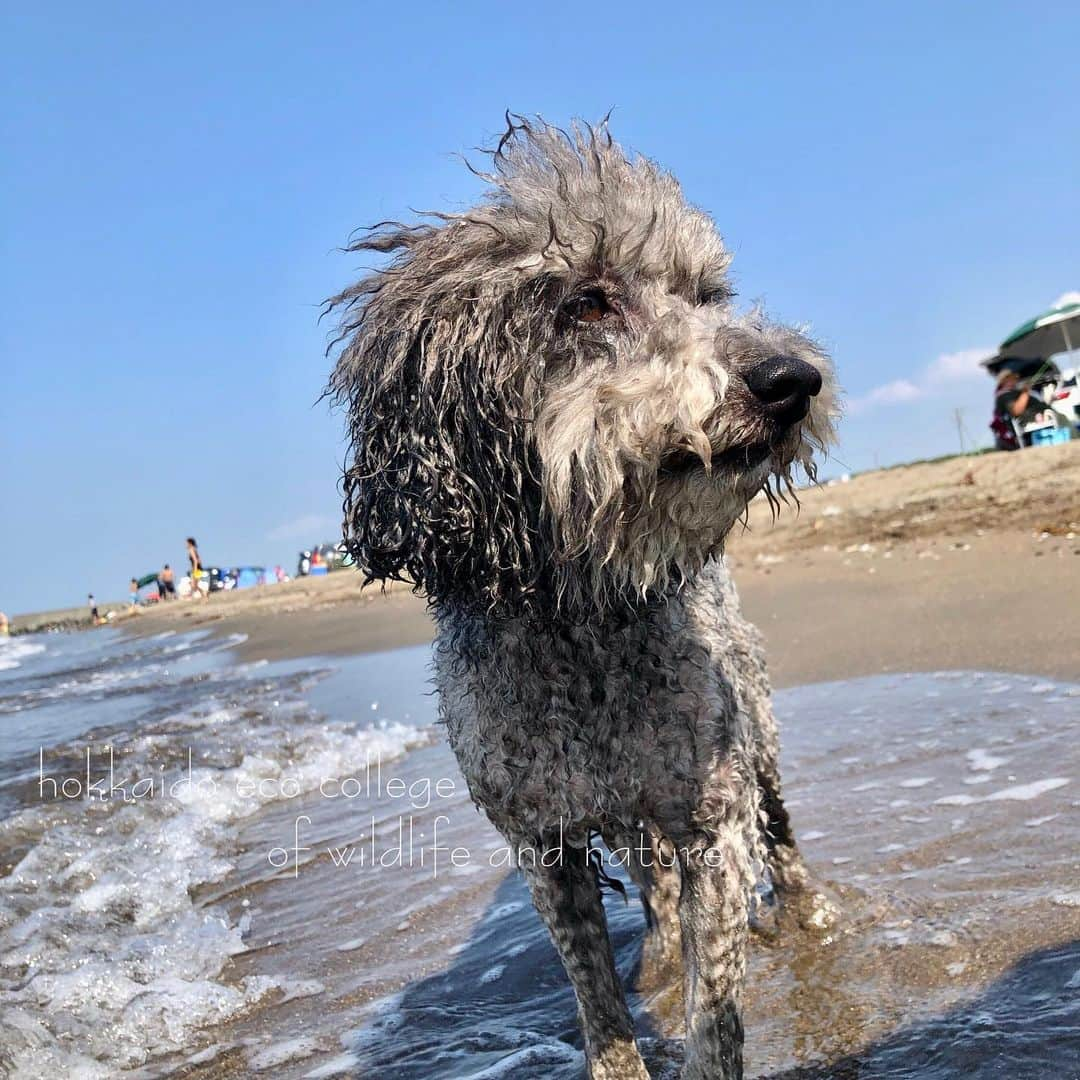 hokkaidoecoさんのインスタグラム写真 - (hokkaidoecoInstagram)「海の男…？🌊 #北海道エコ #動物 #専門学校 #トイプードル #こごろう #いぬすたぐらむ #海の男 #かな #今年はたくさん #泳いでました #与太郎に続いて #海の男に #👍」8月9日 19時20分 - hokkaidoeco