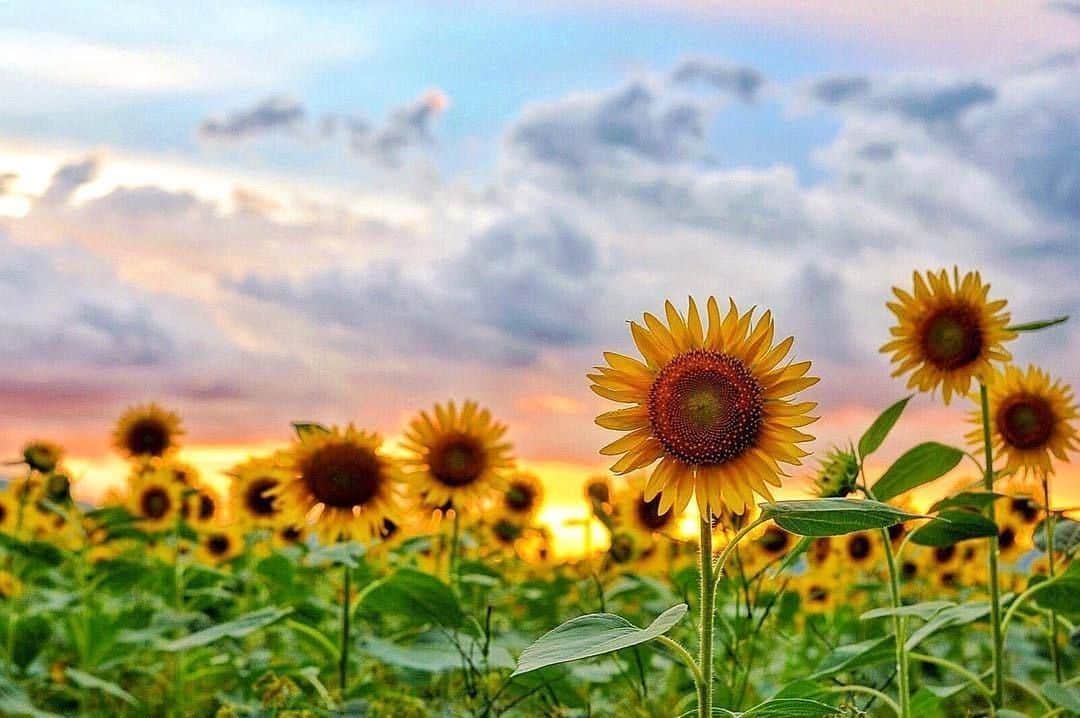 花の写真館のインスタグラム：「Photo by @stickybug511.⠀ https://instagram.com/stickybug511/⠀ .⠀ Original Post[投稿頂いたURL]⠀ https://www.instagram.com/p/Bk2A-rJgyrC/⠀ .⠀ 本アカウントは、 #私の花の写真 をつけてInstagramに投稿された皆さまの花の写真や、「花の写真館」Facebookページで投稿された花の写真を紹介します。⠀ 「花の写真館」Facebookページは、「 @floral.photograph 」のプロフィールにあるURLからご覧ください。⠀ .⠀ #花の写真館 #floralphotograph #floralphoto #flower #flowers #富士フイルム #FUJIFILM⠀ Follow: @floral.photograph」