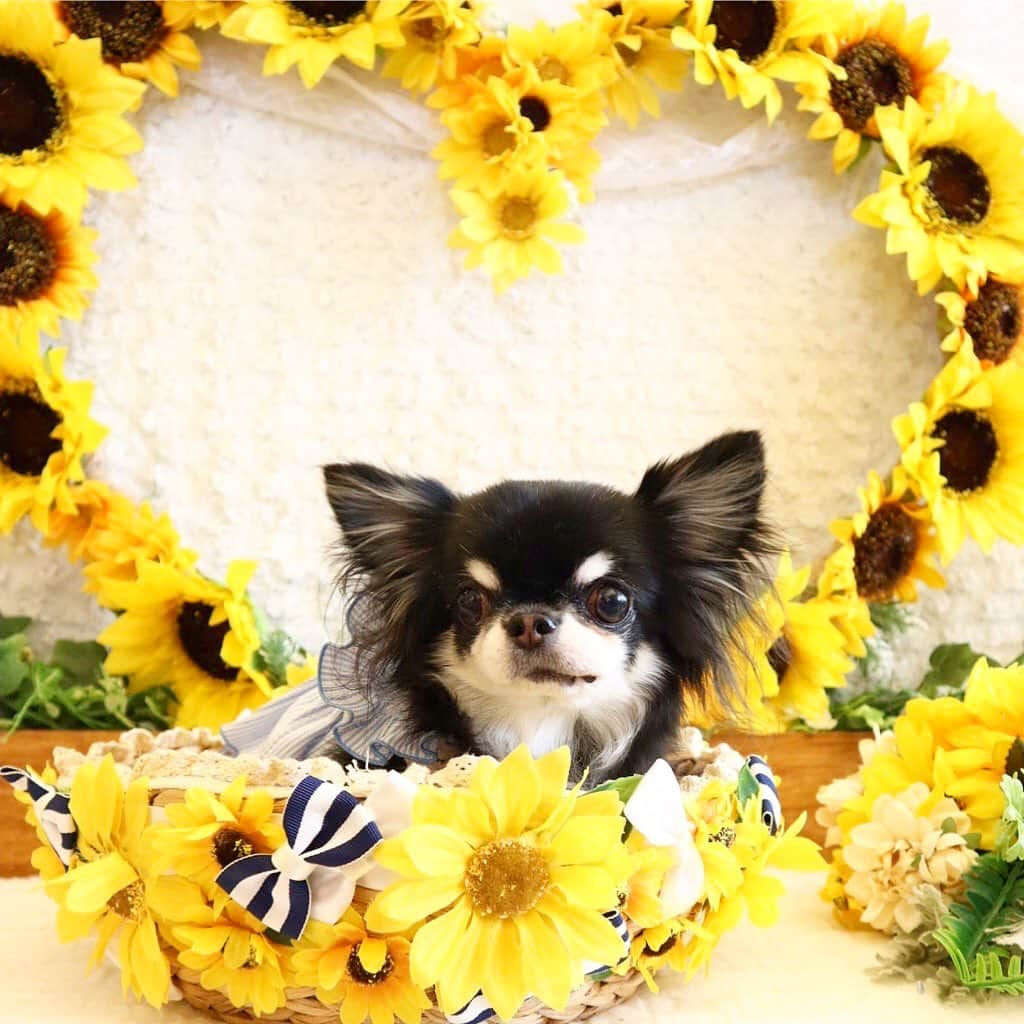 kayoのインスタグラム：「* * 夏生まれのめろめろは ひまわりが似合うね😊🌻 * * Melon💗🌻 * * #ひまわり #chihuahua#chihuahualove#dogstgram#dog#instadog#チワワ#チワワ大好き * *」