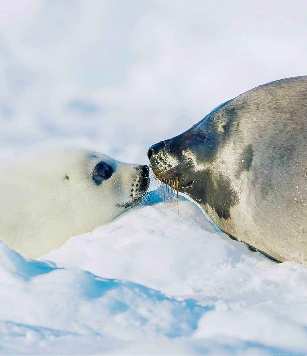 ナショナルジオグラフィックさんのインスタグラム写真 - (ナショナルジオグラフィックInstagram)「Video screenshot by Bertie Gregory @bertiegregory | A female harp seal and her pup kiss on an ice floe in the Gulf of St. Lawrence, Canada. In a colony of thousands, a mother seal ensures she is feeding her own pup by identifying its scent. This is critically important as after giving birth, mothers suckle their pups for just 10 to 14 days. The pups are then abandoned with nothing to eat; they must live solely on fat reserves until they’ve learned to swim and hunt for themselves. To see these awesome animals in action, check out my new online series, ‘Wild_Life: The Big Freeze,’ available on National Geographic YouTube and at natgeo.com/wildlife. Content sponsored by @ExploreCanada. Follow @bertiegregory for more on the series.」8月9日 19時38分 - natgeo