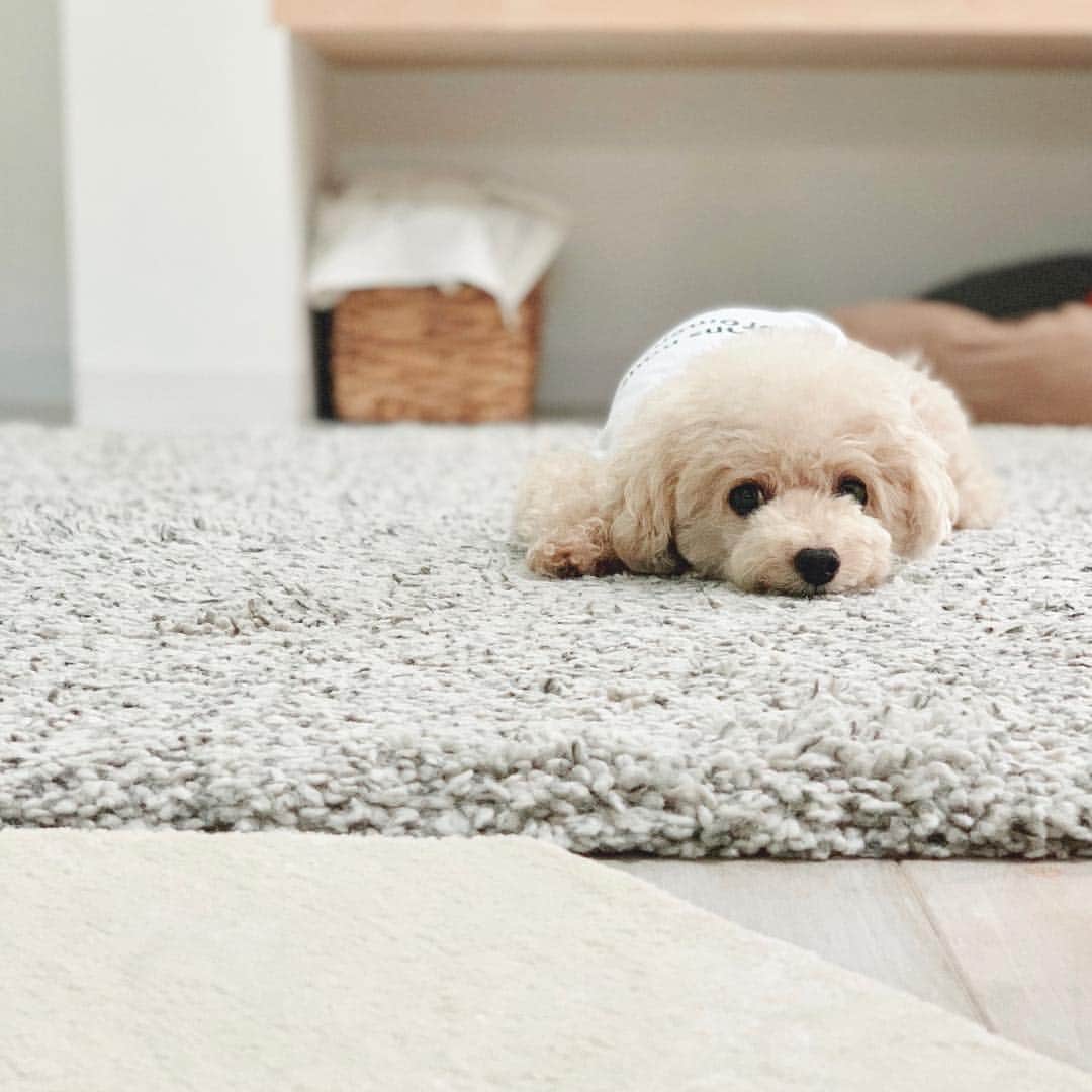 mizuのインスタグラム：「. 昨日もたくさんご覧いただきましてありがとうございました。 . . . . そして今日のろちこ•ᴥ•」