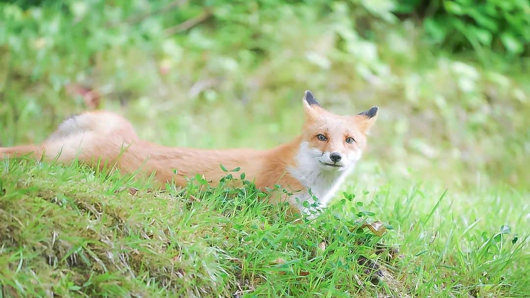 Hikaruのインスタグラム：「Fox relaxation. . . 狐さんのびのびの瞬間。 リラックスしている姿も珍しい。 . .  #instagram#instagramjapan#igersjp #東京カメラ部#tokyocameraclub#natgeo#sony#bealpha#SonyAlpha#SonyImager#pashadelic#naturephotography#naturegeography#fox #キタキツネに会いたい#キタキツネ#photogrena_nature#photo_shorttrip #japan#hokkaido#写真好きな人と繋がりたい#北海道#A7RM3#Japan_ilc#SonyAlphaAnimalPortrait」