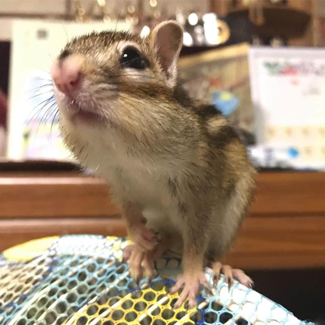 peace_0322さんのインスタグラム写真 - (peace_0322Instagram)「#リス#シマリス#ふわもこ部 ジャンプすると思ったら😳 モグモグだった😆」8月9日 19時46分 - peace_0322