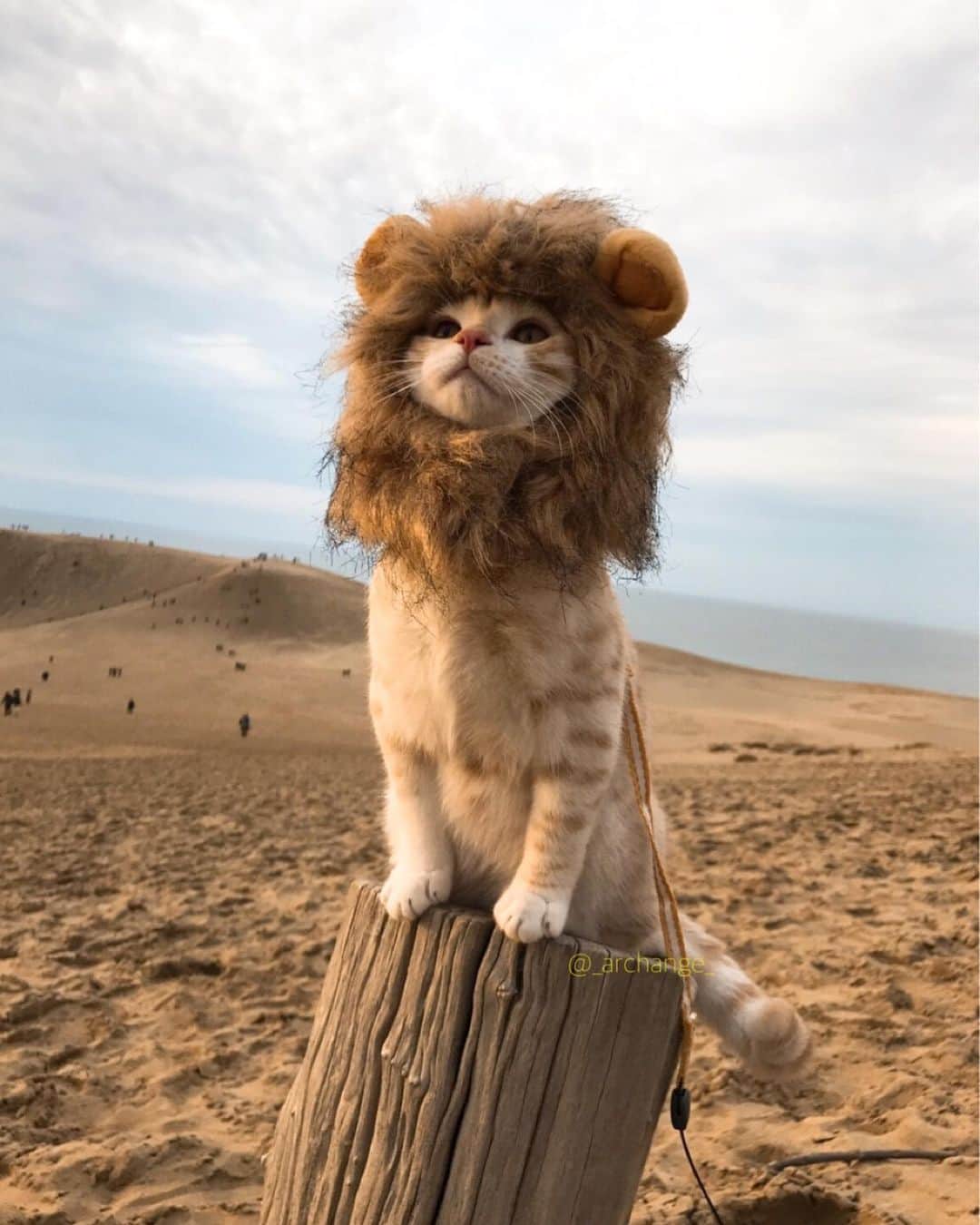じゅらのインスタグラム：「✩ #LionKing 🦁👑✨ #ライオンキング といえばじゅらいおん🦁🥺笑 本日公開ということでｗ未公開ショット😅🐾 もう約3年前ですが、まだまだ人気で嬉しいです🤣💓 映画観に行こう〜🤩✨ ・ In Japan, the Disney Lion King is open today🦁Lion King is Julion👑🤣〰️🙏It is a photo about 3 years ago, but I am happy because it is popular😍😽💕I'm going to watch a movie😚🦁 ・ YouTube▶️_archange_jura_ Twitter▶️ @jura_archange_ ・ #cats_of_instagram#instagood#catloversclub#petstagram#cutecatclub#ScottishFold#britishshorthair#Siberian#catstagram#catoftheday#catsofinstagram#catsofworld#a_world_of_cats#instacats#cuteanimals#topcatphoto#instacat_meows#고양이#lioncat#lion#スコティッシュフォールド#ブリティッシュショートヘア#adorable#lioncat#猫#旅猫#babycat#disney#disneymovie」