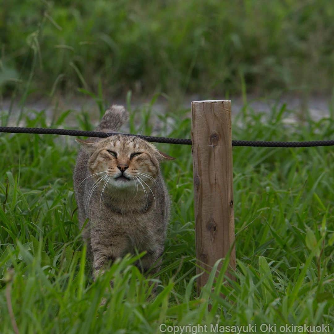 Masayukiさんのインスタグラム写真 - (MasayukiInstagram)「引きあげる。  #cat #ねこ」8月9日 20時05分 - okirakuoki