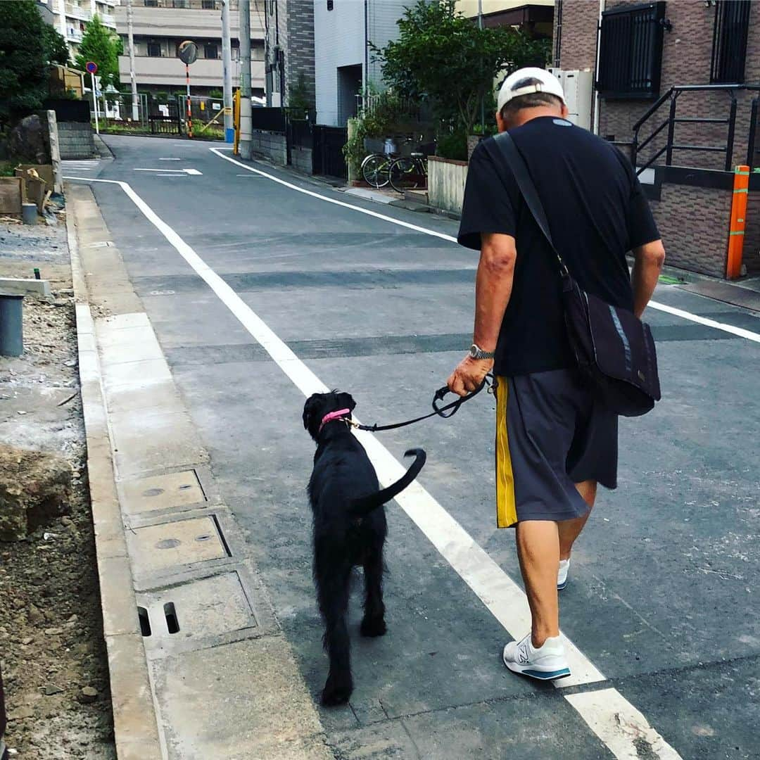 しなしさとこさんのインスタグラム写真 - (しなしさとこInstagram)「. . さくらお嬢は父とお散歩🚶🐕 朝5時と夕方6時〜。 . . #しなしさとこ #satokoshinashi #女子格闘技 #格闘技女子 #ジョシカク #ジャイアントシュナウザー #シュナウザー #シュナウザーパピー #5ヶ月パピー #パピー #giantschnauzer #5ヶ月#schnauzerworld #schnauzer #犬#足立区 #地元#父 #お散歩 #散歩#父の背中#大型犬のいる生活 #大型犬のいる暮らし」8月9日 20時01分 - shinashisatoko