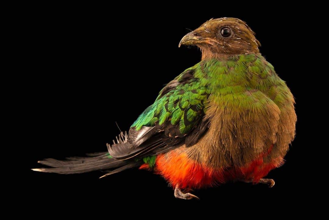 Joel Sartoreさんのインスタグラム写真 - (Joel SartoreInstagram)「The brilliant green and gold feathers on this golden-headed quetzal aren’t just for show - they serve as camouflage among the trees in the bird’s rainforest home. This beautifully plumed species has a distinctive golden-bronze head which has earned it international recognition, yet high up in the trees, quietly perched on a branch, this flashy bird is easy to overlook. The golden-headed quetzal helps maintain the forests where it lives by spreading seeds through its droppings, and occasionally regurgitating the pits of large fruits. Like many birds, this species is threatened by habitat loss, but thankfully this quetzal is still considered common throughout its range. Photo taken @officialdwazoo. #quetzal #goldenheadedquetzal #female #colorful #green #red #gold #gardener #PhotoArk #savetogether」8月9日 20時05分 - joelsartore