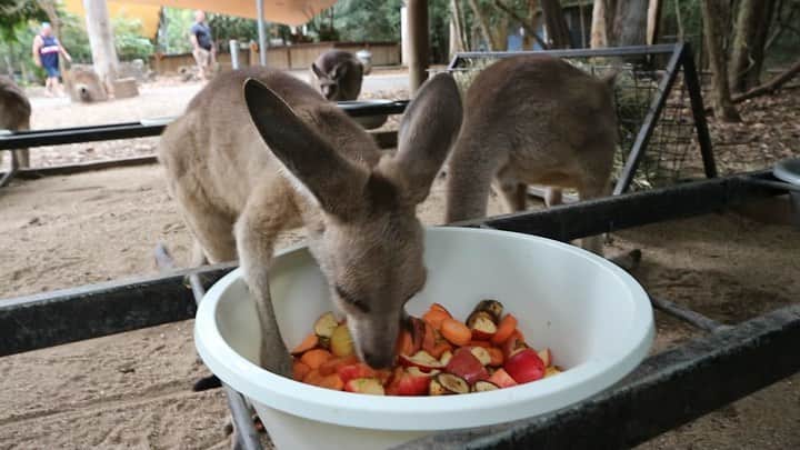 青木玲緒樹のインスタグラム：「食べてるところと食べてる音が好き🦘💗」
