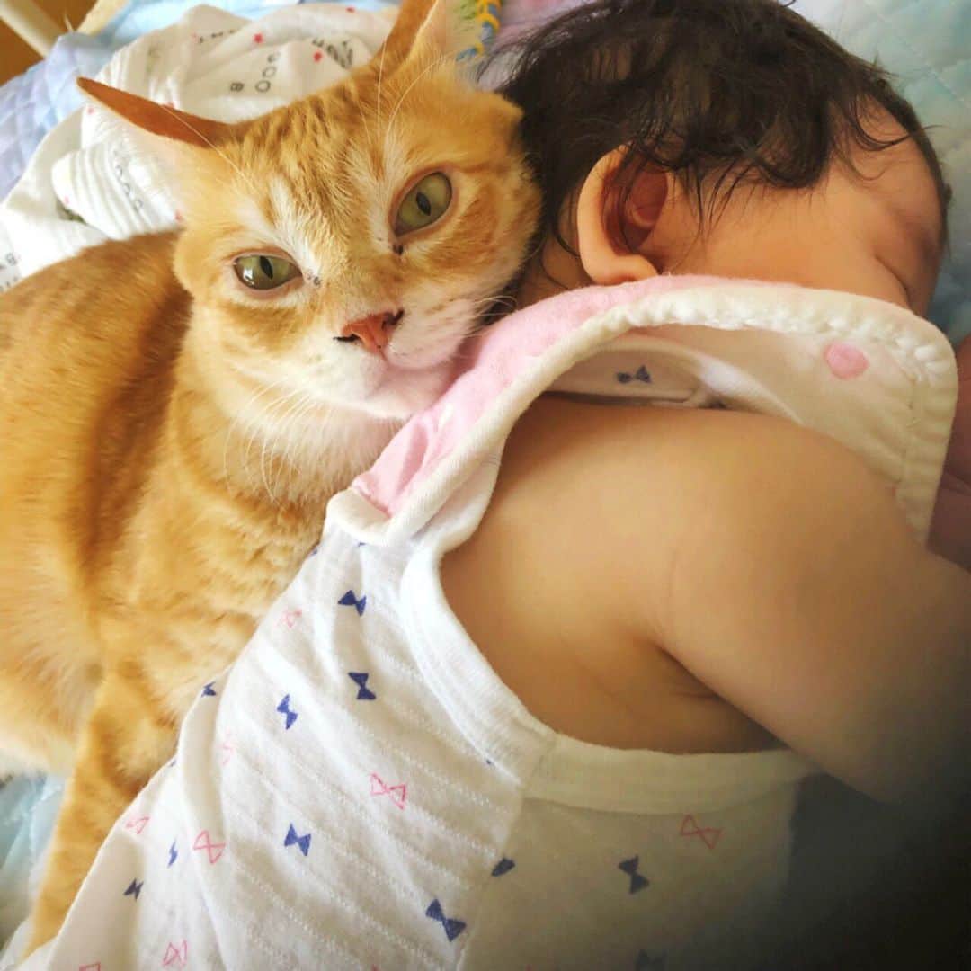 のインスタグラム：「はなれにゃい #neko_magazine #ねこ #猫 #ネコ #catstagram #cat #ねこマガジン #NEKONOBA」