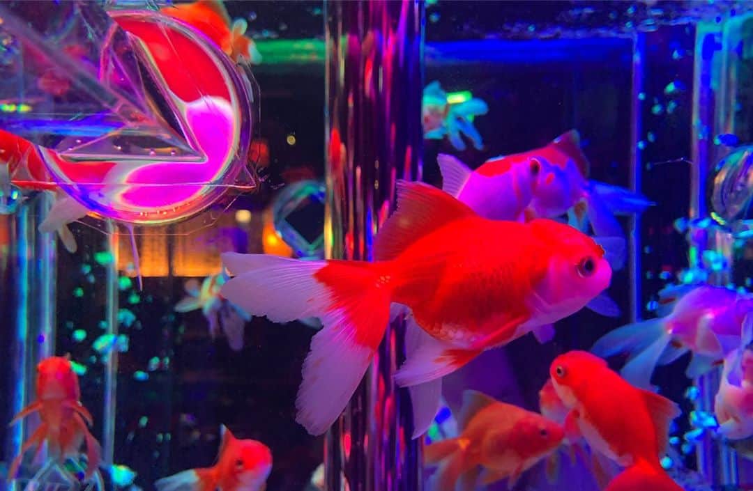 吉木千沙都（ちぃぽぽ）さんのインスタグラム写真 - (吉木千沙都（ちぃぽぽ）Instagram)「幻想的な空間🔮 金魚に癒された☺️。 #アートアクアリウム」8月9日 20時11分 - popochan318