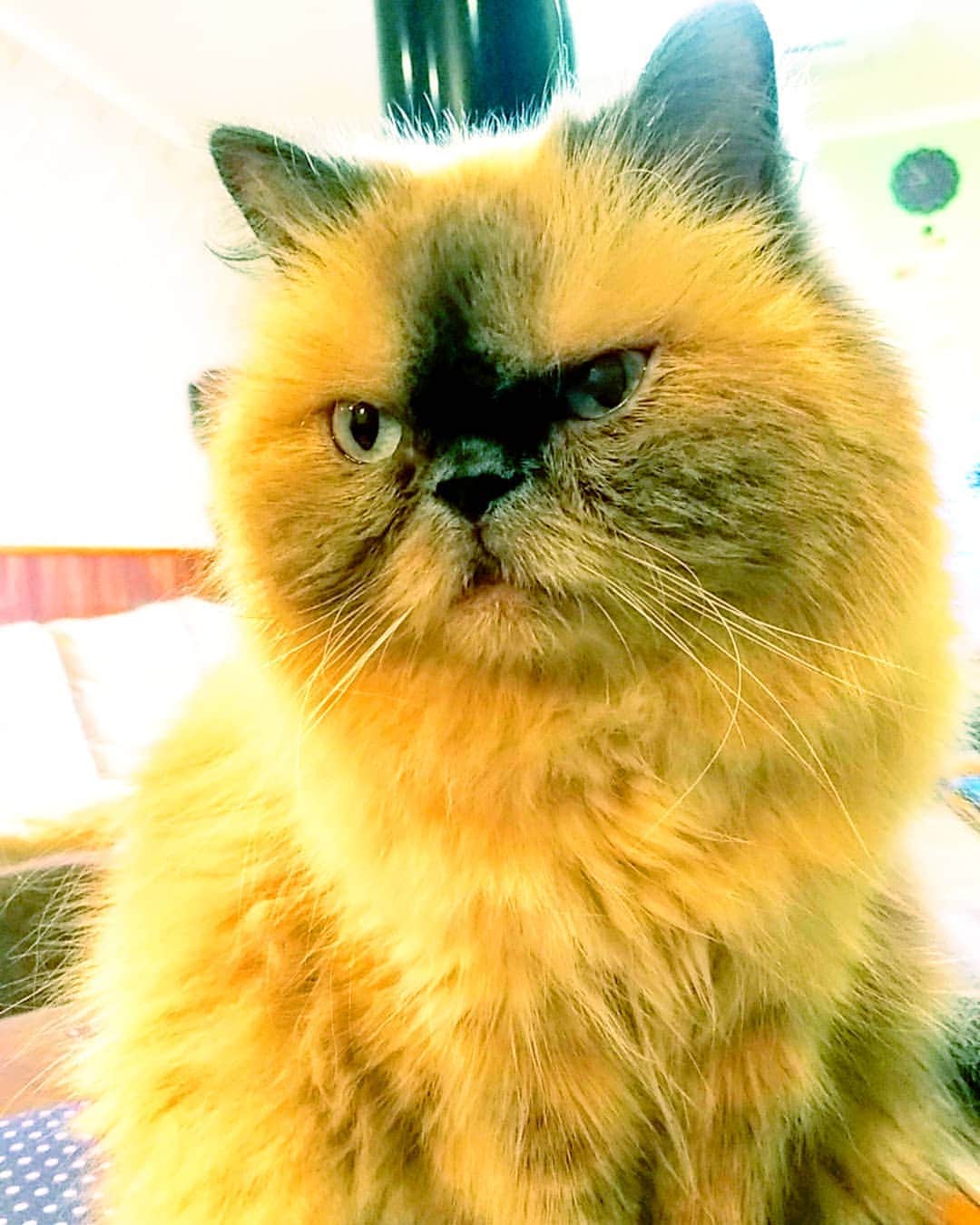 高口里純さんのインスタグラム写真 - (高口里純Instagram)「ジルさん、夏は不調？機嫌悪し😾目薬二種類、１日三回、抗生剤１日一錠生活🙀なのです。とほほ  #猫#ねこすたぐらむ #にゃんすたぐらむ #ヒマラヤン  #cat#himalayancat #pet」8月9日 20時57分 - takaguchijay