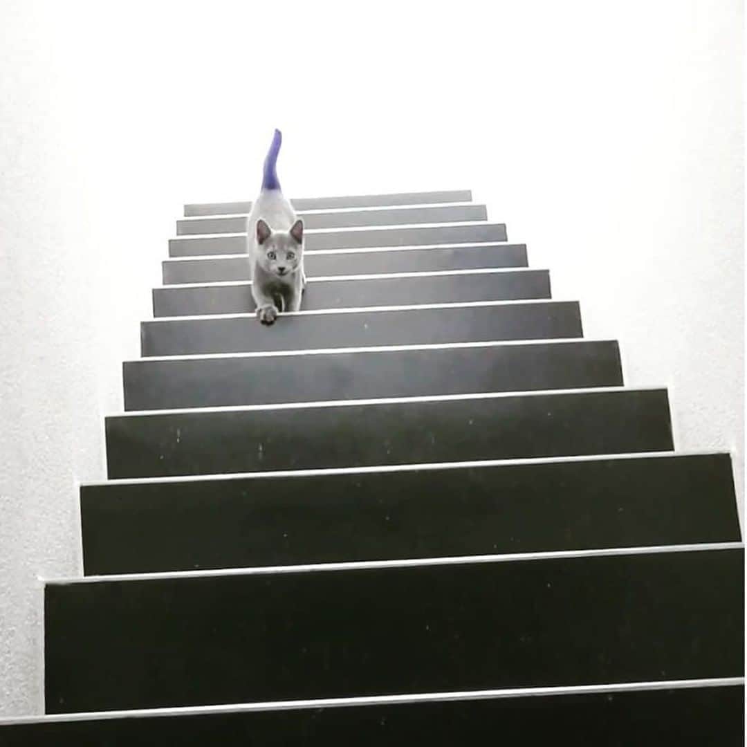 Aww Clubさんのインスタグラム写真 - (Aww ClubInstagram)「Going up or down 🤔⠀ ⠀ 📷@russian_blue_swiss⠀ ⠀ #meowed #russianblue #illusion #🤔」8月9日 20時50分 - meowed