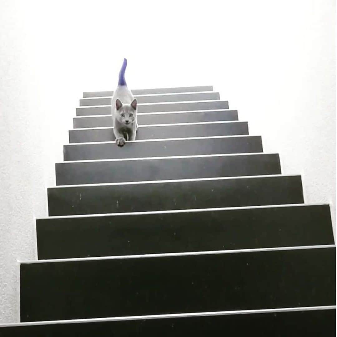 のインスタグラム：「Going up or down 🤔⠀ ⠀ 📷@russian_blue_swiss⠀ ⠀ #meowed #russianblue #illusion #🤔」