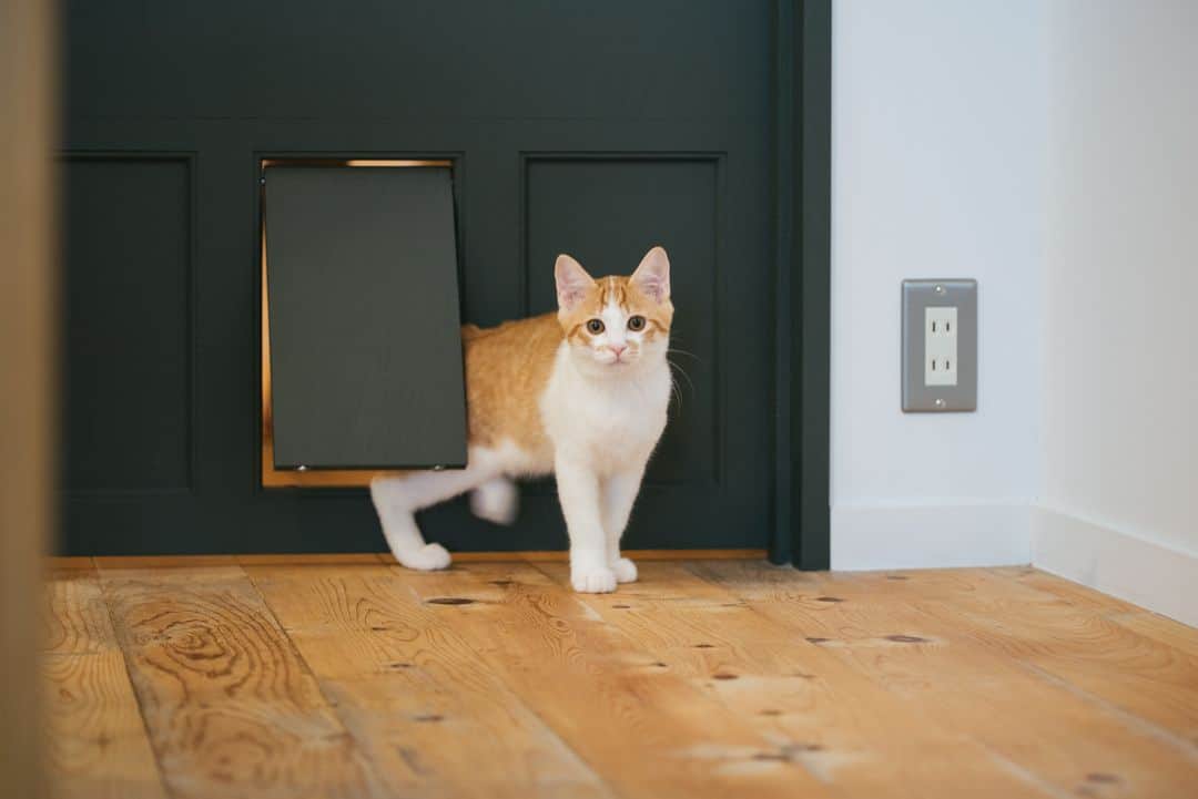 カウカモ ｜『一点もの』の住まいに出会おうさんのインスタグラム写真 - (カウカモ ｜『一点もの』の住まいに出会おうInstagram)「. リビングと廊下の間のドアの下に付けた フラップ式のペット用ドア。 頭を押すとどちらの向きでも開けるので 猫はドアが閉まっていても自由に行き来ができる。 冷暖房効果も維持できるので 人にとってもストレスがないのだとか。 . 「猫は高いところに登るのが好きなので、 　カーテンレールの上にキャットウォークを 　作っています。 　いずれ壁に階段状の棚をつけて 　いつでも猫が登れるようにするつもりです。」 . ---《Pick up》--- cowcamo magazine - リノベ暮らしの先輩に聞く！より 『前オーナーの想いも受け継ぎリノベーション！ 人も猫も快適に暮らせる家』 . . #カウカモ #cowcamo #暮らしを楽しむ#住まいづくり#リビング#ダイニング#リノベ#リノベーション#リノベーションマンション#インテリアデザイン#インテリアコーディネート#インテリア雑貨#インテリア好きな人と繋がりたい#ねこすたぐらむ#ねこと暮らす#ねこ部#ねこと暮らす家#ねこのいる生活#ねこすきさんと繋がりたい#ねことの暮らし#ねこら部#ペットドア#ひょっこりにゃん#キャットウォーク#キャットタワー#キャットステップ#キャットウォークのある家#ペットのいる生活#ペットは家族#心地よい暮らし」8月9日 21時02分 - cowcamo