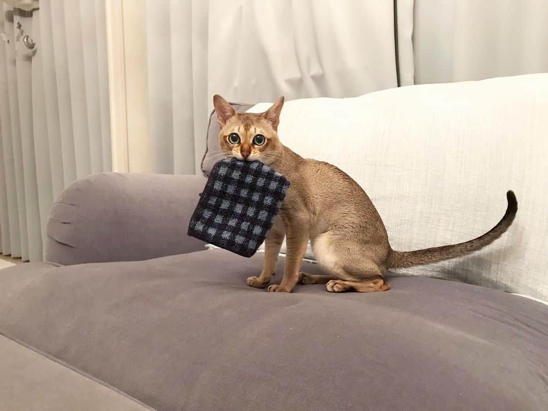 モルト♡Malt(Singapuracat)のインスタグラム：「パパがハンカチ忘れたらぼくが届けるわぁ💼🐈💨💨 でも電車の乗り方わからない…🚉😹 * * 三連休なにしよーかね。」