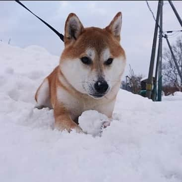 柴犬⭐️サスケさんのインスタグラム写真 - (柴犬⭐️サスケInstagram)「こんばんワン #早く涼しくなれと思ってたけど一気に寒くなった#夏終わった#茶助元気#茶助#夏の終わり#柴犬#赤柴#わんだフォ #ふわもこ部 #犬ら部#🐶📷」8月9日 21時18分 - shiba20150405