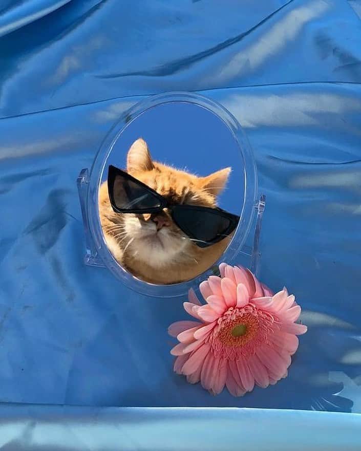 マヌーシュのインスタグラム