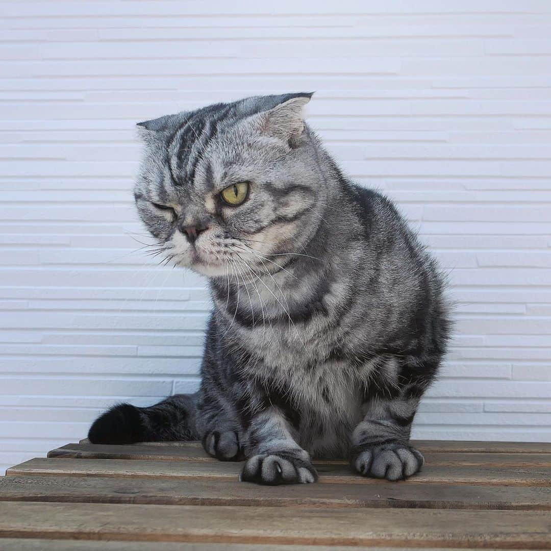 Shishi-maruのインスタグラム：「🐱Shishi is back:) 🐱ししまるに戻りました。 ーーーーーーーーーーーーー 🌺「渋ネコ ししまるさん」ねこのきもちWEB MAGAZINE にて毎週土曜日エッセイの連載中 ーーーーーーーーーーー 📕「ぷっちねこ。」「3匹のちいさな猫を召喚できたなら」「ちいさな猫を召喚できたなら」徳間書店より単行本発売中 ーーーーーーーーーーー ⭐︎ねこ漫画を描いています→@tacos_cat 🐱公式→@chiisanacat 🌺Twitter →@taco_emonemon ーーーーーーーーーーー」