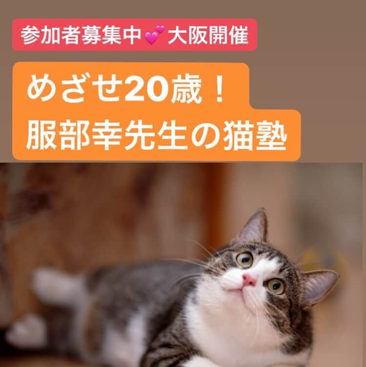 sippoさんのインスタグラム写真 - (sippoInstagram)「【参加者募集中】 猫の飼い主さんむけセミナー「sippo猫塾」を、11月に大阪で開催します😽 ・ 講師は、猫専門病院「東京猫医療センター」院長の服部幸獣医師です。 ・ 愛猫の健康寿命を伸ばし、長く幸せに暮らすためのヒントを教えていただきます📝 ・ 先着順ですので、お申し込みはどうぞお早めに💨💨みなさまのお越しを心よりお待ちしております😊 ・ ・ お申し込みと詳細は、ストーリーズのリンク、またはプロフィールのサイトリンクから新着情報ご覧いただくか、こちらのURLからどうぞ→ https://sippo.asahi.com/article/12606722 ・ ・ 📣開催日時  11月16日（土）18時30分～20時00分 ・ 📣開催場所 アサコムホール 大阪市北区中之島２の３の18 中之島フェスティバルタワー12階 ・ 📣参加料金 1800円（税別） ・ 📣申込期間 11月９日（土）まで ・ 📣定員 約100名」8月9日 21時57分 - sippo_official