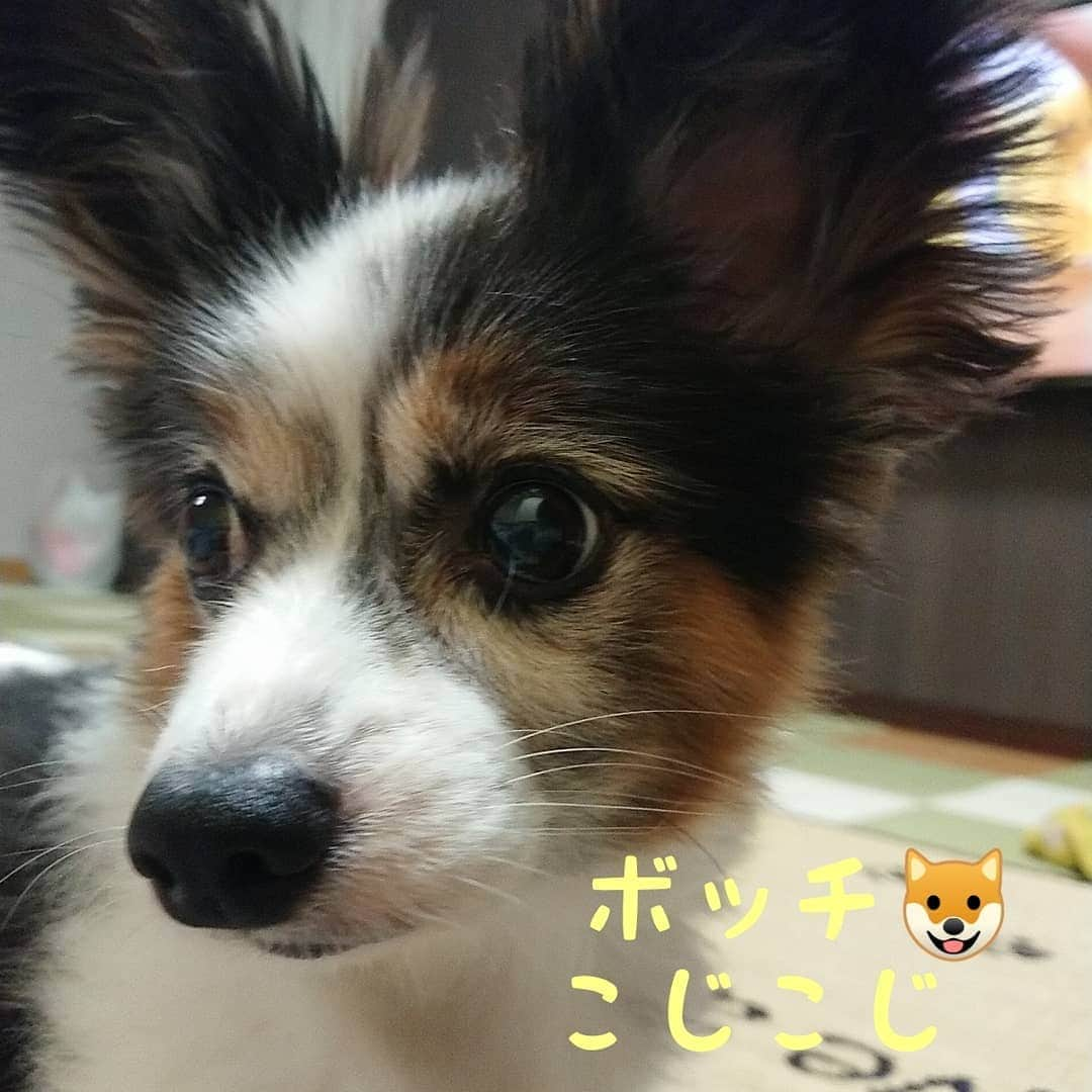 ピックさんのインスタグラム写真 - (ピックInstagram)「今日は、３トリオ🐶🐶🐶 集まったよ❗ 、 @winsun_sasaki の、リュック ピックは、入れないけど💦💦 かわいい３トリオ大集合🐶🐶🐶 夕飯は、水餃子お鍋しました～😃 、 、 #チワワ #ちわわ  #パピヨン #リュック #犬用キャリーバッグ #犬の動画 #dog #doglove #dogstagram #todayswanko #doxie #instagram #短足部 #pet #doglife #犬の居る暮らし #犬 #ミニチュアダックス #ミニチュアダックスフンド #ダックス #シニア犬 #14歳 #ピック #モデル犬 #イケワン #わんわん小学校」8月9日 21時56分 - pick09040904