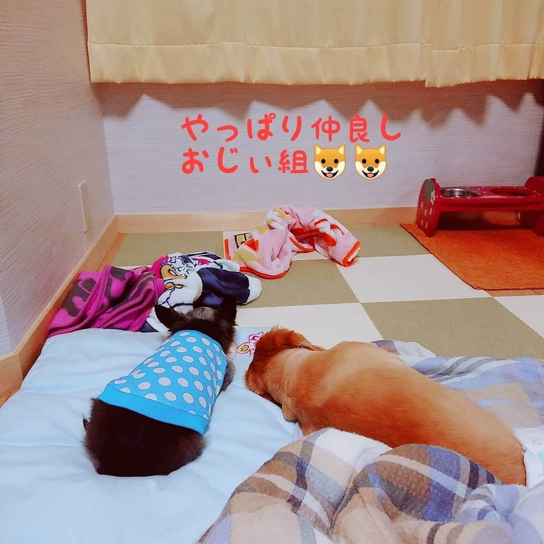 ピックさんのインスタグラム写真 - (ピックInstagram)「今日は、３トリオ🐶🐶🐶 集まったよ❗ 、 @winsun_sasaki の、リュック ピックは、入れないけど💦💦 かわいい３トリオ大集合🐶🐶🐶 夕飯は、水餃子お鍋しました～😃 、 、 #チワワ #ちわわ  #パピヨン #リュック #犬用キャリーバッグ #犬の動画 #dog #doglove #dogstagram #todayswanko #doxie #instagram #短足部 #pet #doglife #犬の居る暮らし #犬 #ミニチュアダックス #ミニチュアダックスフンド #ダックス #シニア犬 #14歳 #ピック #モデル犬 #イケワン #わんわん小学校」8月9日 21時56分 - pick09040904