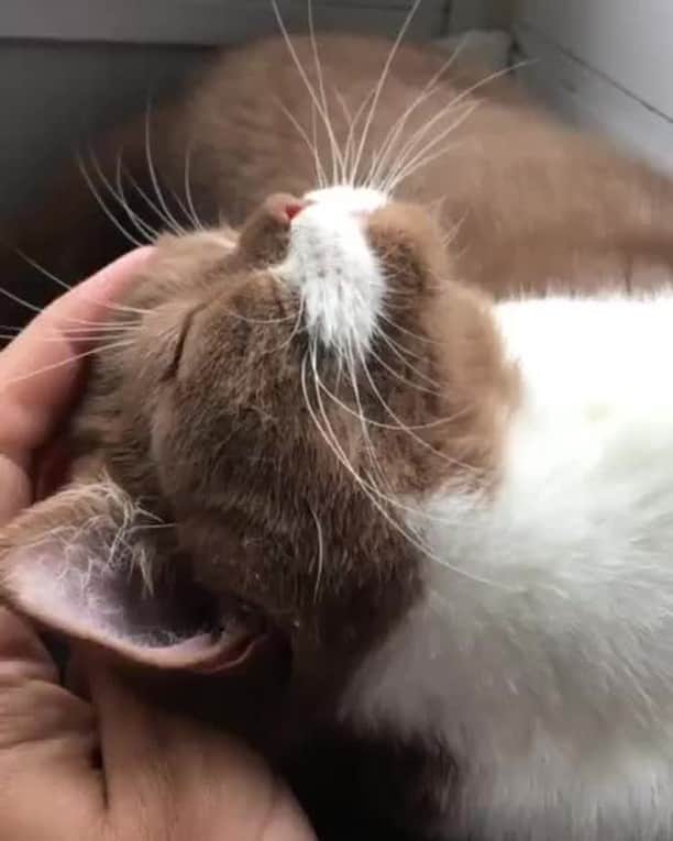 のインスタグラム：「[🔊] Chill day⠀ ⠀ 📹@gringomoustachecat⠀ ⠀ #meowed #gringomoustachecat #Gringoji  #britishshorthair #soundon #volumeup #🔊」