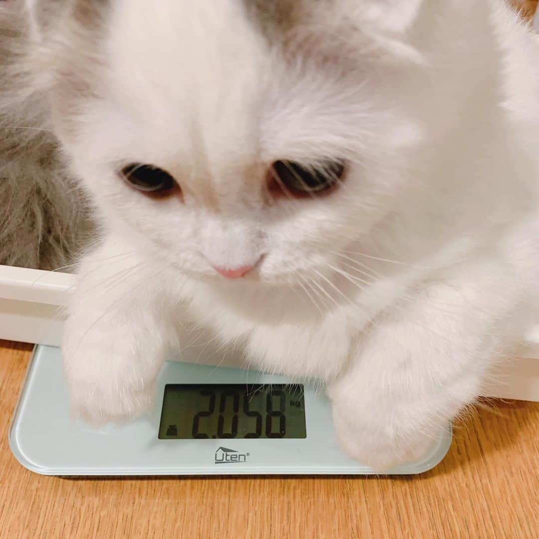のんたさんのインスタグラム写真 - (のんたInstagram)「小さなシャーをした860gのぱんちゃん ついに今日2kgを超えました㊗️🎉 体重計に乗せたあと"2058"の数字に感動✨ ・ #scottishfold #catstagram_japan #catsofinstagram #cats_of_instagram#catoftheday #ilovemycat #bestmeow #catlover #cutecat #kittensofinstagram #cute #スコティッシュフォールド#スコティッシュフォールド子猫#スコティッシュフォールドロングヘア」8月9日 22時12分 - utacci
