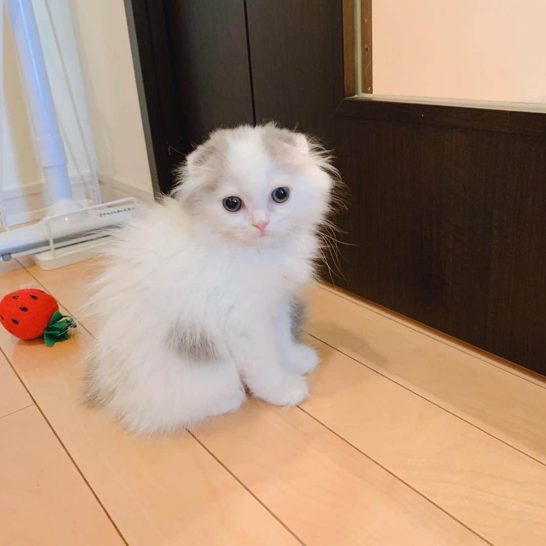 のんたさんのインスタグラム写真 - (のんたInstagram)「小さなシャーをした860gのぱんちゃん ついに今日2kgを超えました㊗️🎉 体重計に乗せたあと"2058"の数字に感動✨ ・ #scottishfold #catstagram_japan #catsofinstagram #cats_of_instagram#catoftheday #ilovemycat #bestmeow #catlover #cutecat #kittensofinstagram #cute #スコティッシュフォールド#スコティッシュフォールド子猫#スコティッシュフォールドロングヘア」8月9日 22時12分 - utacci