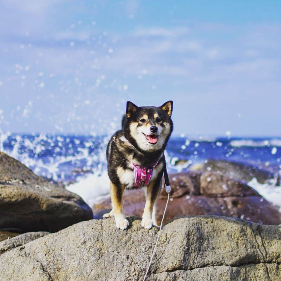 のインスタグラム：「・ ザッパーン🌊🐶💕 ・ #東映 風だよ📽🎬 ・ 足元はカニさんいっぱい🦀何匹写っているでしょう❓笑 ・ #夏終わっちゃった❓ #20度しかないよ😞 #アコには適温🐶💕 ・ 北海道の柴犬 #柴北会 の皆ワン🐶💕くん活頑張ろう🐶👍🏻💕 ・ #adorable #instadog#shibainu#dog#instagramjapan#instashiba#kuroshiba #kuroshiba#socute #cutedog#いぬのきもち #黒柴 #dogstagram #furubira」