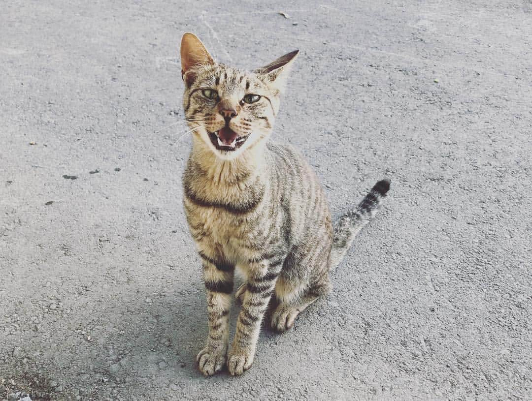 青葉市子さんのインスタグラム写真 - (青葉市子Instagram)「BAR 詩人の家 今日は最初は地元の方々、最後のほうはどどっと遠くからの方々が来てくださいました。 「転がる、詩」のライブをみて知ってくれた人、吉増さんが大好きで吉増さんの缶バッヂ作っちゃう写真家さん、既に常連になっている人、隣町でごはんのお店を営んでいたおふたり、みなさまありがとうございました。 . 今日のメニューは ・きゅうりの白和え ・ほうれん草胡麻和え ・金華カツオとピーマンのオイスターソース炒め ・ツチクジラの漬け焼き ・かっぱえびせん ・ごま油とお塩のトマト ・区長さんから頂いた余目あんちゃ豆 ・地元の方から頂いたマンボウの酢味噌和え ・地元の方から頂いたお漬物 ・隣町のご夫婦から頂いたフルーツポンチ などなどでした🍽 . トミーさんからおいしいビオワインが届きました🍷✨ . 西陽の入る詩人の家、夕焼けのグラデーションを見ながらお店ができるしあわせ。 そしておどろくほど地元の皆さんが差し入れをしてくださいます。 ここでしか食べられないもの、知らなかった調理法、少しずつ覚えてゆく。 明日からは島袋さんや棚橋さんがお店に立っています！ 私は20日にまた鮎川に戻ってきます。 営業時間など随時お知らせします。 . @shijinnoie  @rebornartfestival  #raf2019」8月9日 22時46分 - ichikoaoba