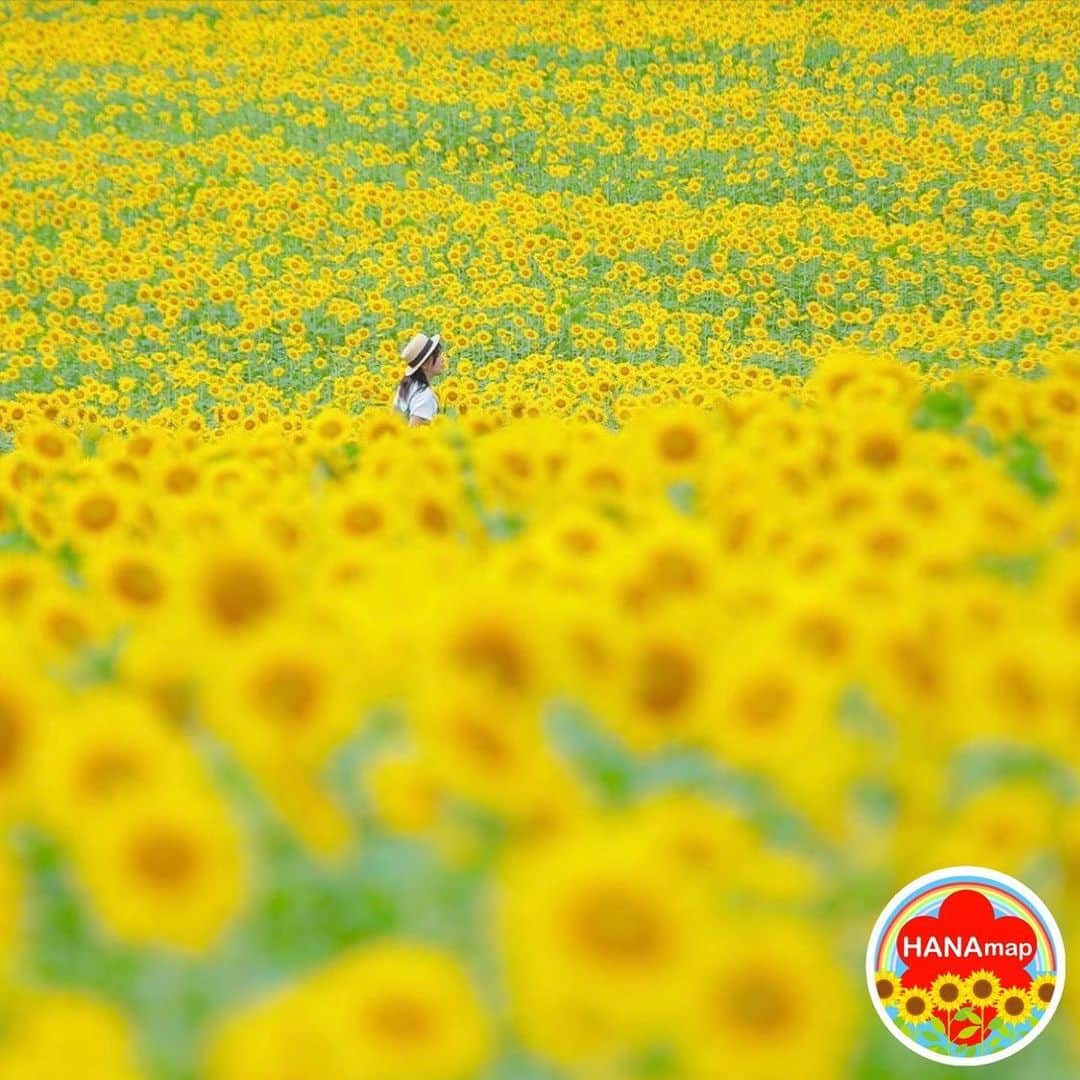 はなまっぷ❁日本の花風景さんのインスタグラム写真 - (はなまっぷ❁日本の花風景Instagram)「🌻🌺はなまっぷの夏まつり🌺🌻 * @satoko___3 さんの 夏の花々に花まるを💮 * 暑さに負けずに咲き誇る素敵な夏の花々をありがとうございます😊🌺 * 宮崎  #高千穂牧場 Takachiho Farm, Miyazaki Pref. * 🌻ヒマワリの花言葉🌻 あなたを見つめる、愛慕 * 🌈•••🌺•••🌻•••🌺•••🌻•••🌺•••🌈 * 🌺夏まつり始めました🌺 〜8/31まで #はなまっぷ  のタグの中から、夏のお花のお写真をご紹介させていただきます。期間中はランダムに、複数枚投稿でもご紹介させていただく場合がございます。 * #夏#日本#花#ひまわり#ヒマワリ#向日葵 * 🌈•••🌺•••🌻•••🌺•••🌻•••🌺•••🌈 *」8月9日 22時53分 - hanamap