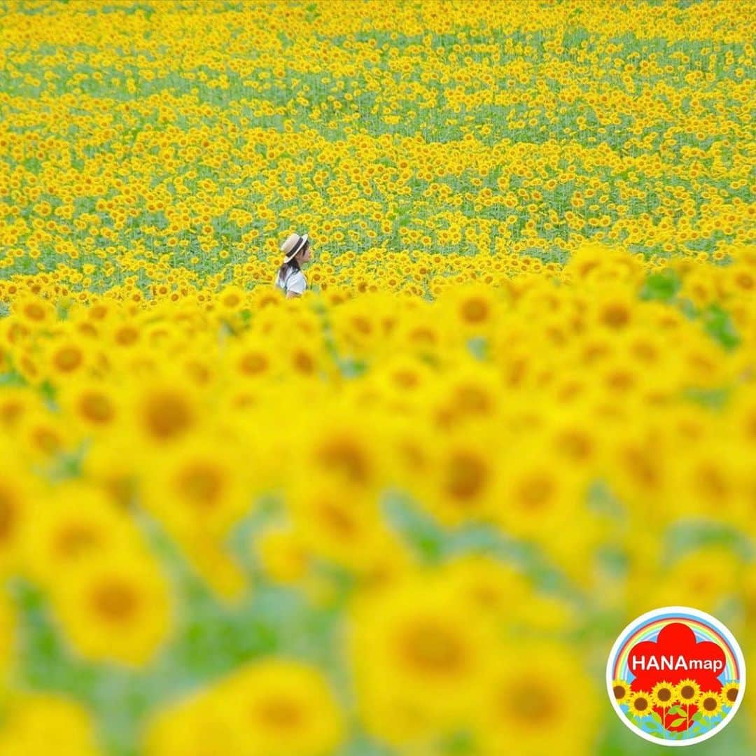 はなまっぷ❁日本の花風景のインスタグラム