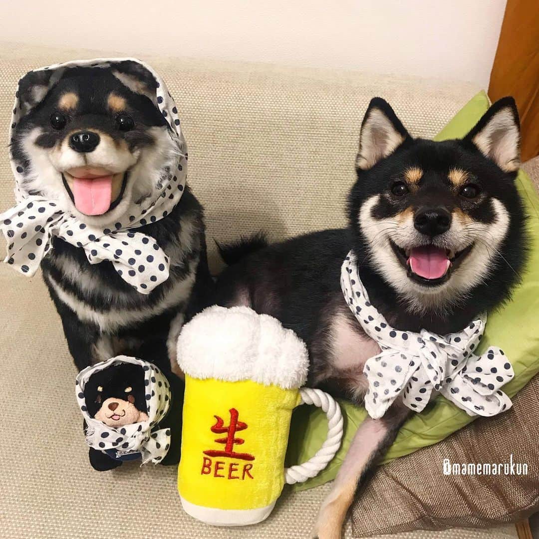 まめ丸のインスタグラム：「* * 【 金曜日の #居酒屋まめ丸 🐶🍺】 * 今週もおつかれさま❣️ あつくってやる気がでないから 双子くん、店長さんのお仕事よろしくねー🐶🎵 * 【Taverna“MAMEMARU”🐶🍺】 TGIF🐶🍺💓 * #ぼくはサボり店長 #バイトくんひさしぶりの登場❣️ #まめ丸双子店長 シリーズ * #柴犬#豆柴#柴#黒柴#犬#ふわもこ部#まめ丸双子疑惑#shiba#shibainu#shibastagram#shibadog#shibapuppy#puppy#instadog#dogstagram#dog#instashiba#petstagram#pet#cute#cutedog#강아지#멍스타그램#weeklyfluff#dailyfluff#まめスマイル」