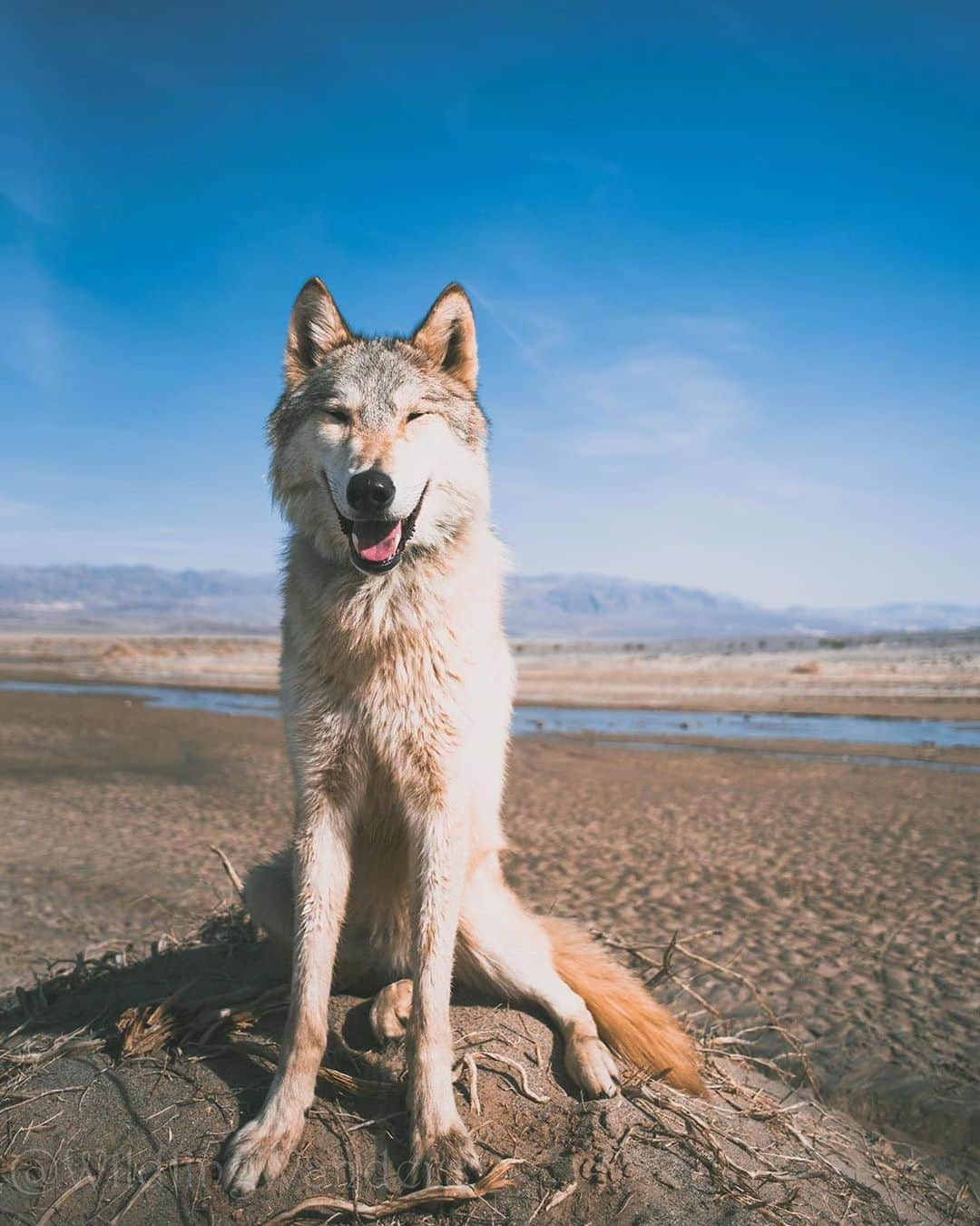 エディー・バウアーさんのインスタグラム写真 - (エディー・バウアーInstagram)「The dog-days of summer are here and the Eddie Bauer Canine Club is open for new members. Submit your dog’s photos with #EddieBauerCanineClub and @EddieBauer for a chance to be featured.⁣ ⁣ Photos: @wildlingwanders, @the.life.of.nya, @rachloden, @nalu.co」8月9日 22時57分 - eddiebauer