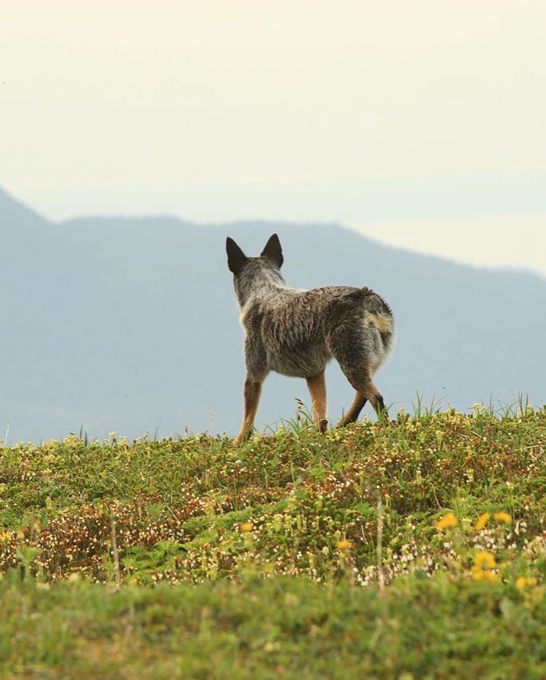 エディー・バウアーさんのインスタグラム写真 - (エディー・バウアーInstagram)「The dog-days of summer are here and the Eddie Bauer Canine Club is open for new members. Submit your dog’s photos with #EddieBauerCanineClub and @EddieBauer for a chance to be featured.⁣ ⁣ Photos: @wildlingwanders, @the.life.of.nya, @rachloden, @nalu.co」8月9日 22時57分 - eddiebauer