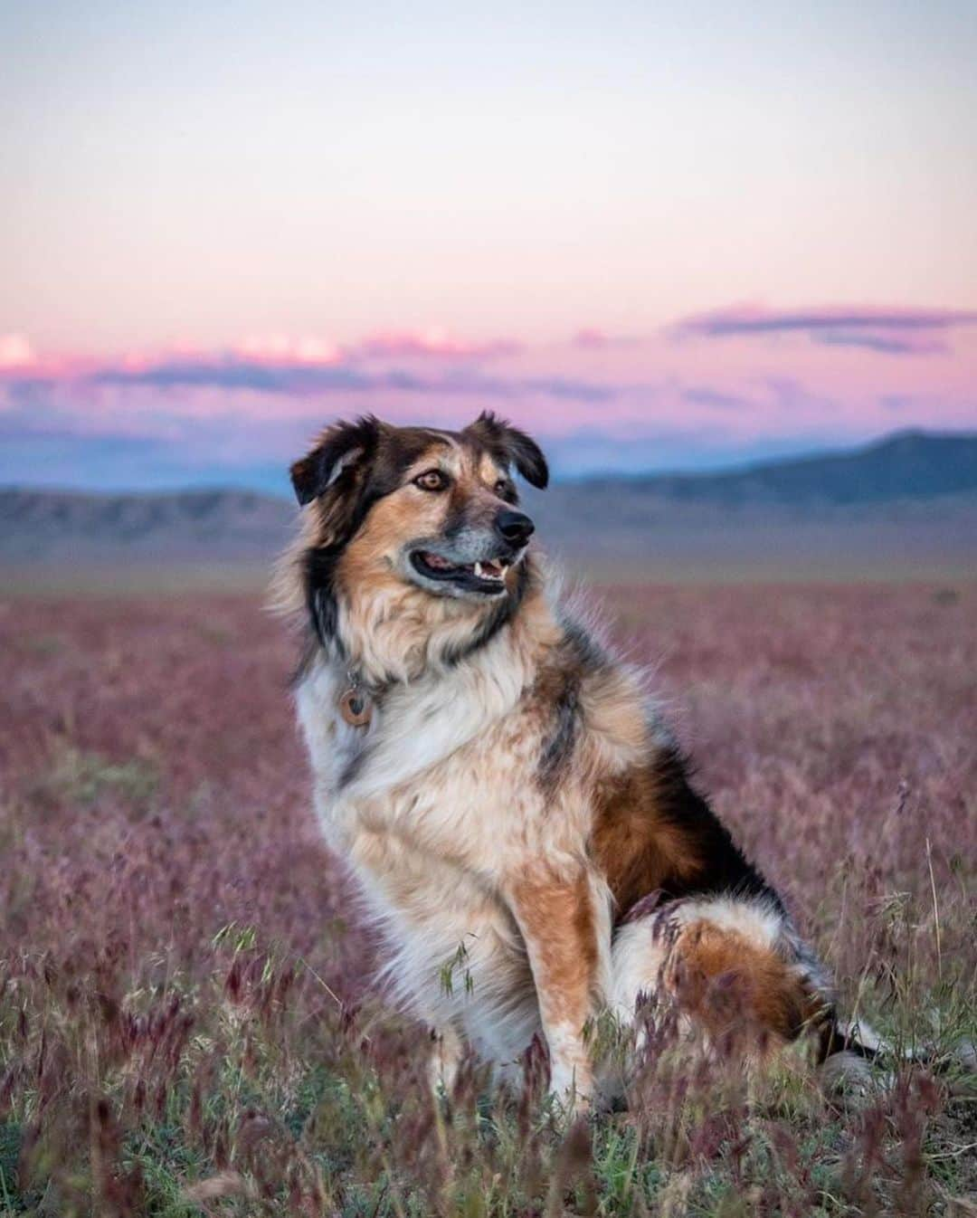 エディー・バウアーさんのインスタグラム写真 - (エディー・バウアーInstagram)「The dog-days of summer are here and the Eddie Bauer Canine Club is open for new members. Submit your dog’s photos with #EddieBauerCanineClub and @EddieBauer for a chance to be featured.⁣ ⁣ Photos: @wildlingwanders, @the.life.of.nya, @rachloden, @nalu.co」8月9日 22時57分 - eddiebauer