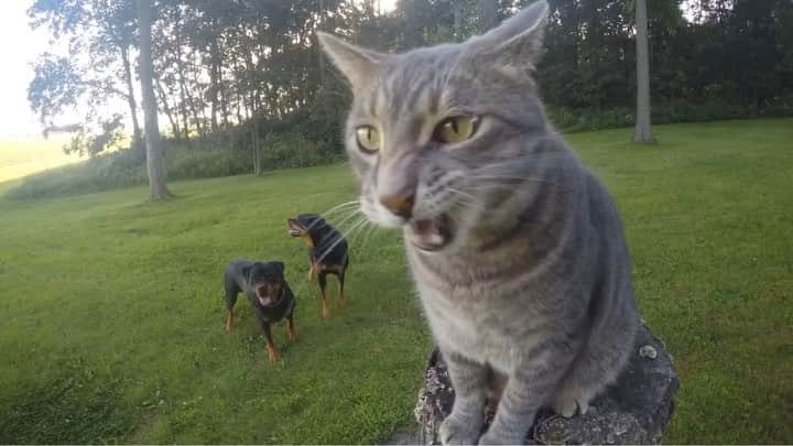 マニーのインスタグラム：「Whatup, Cat 😼 #GoPro」
