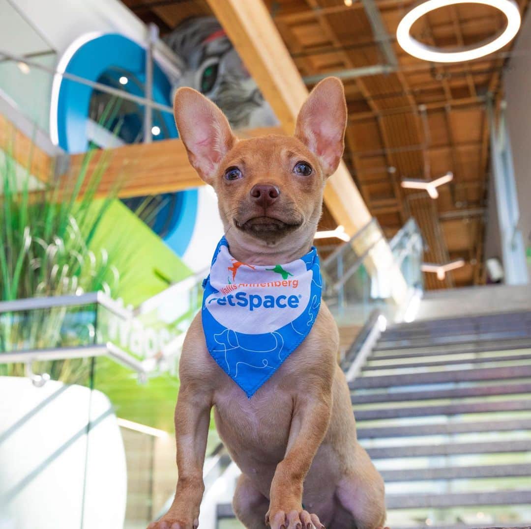 DogsOf Instagramのインスタグラム：「STORY TAKEOVER! “Welcome to Wallis Annenberg PetSpace, in Los Angeles, CA!” Writes @annenbergpetspace | Tap our Stories and check out a tour of this state-of-the-art adoption and community space, full of amazing dogs! #dogsofinstagram」