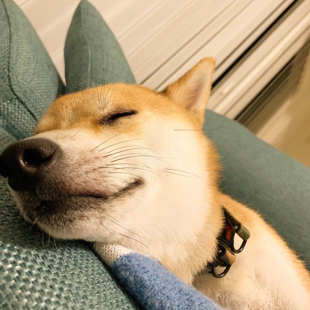 のインスタグラム：「. .  ①②かわいい寝顔を撮影 ③気づかれてお目目ぱちっ . . おやすみなさい😴 . . #だいず #だいず🐕💓 #豆柴 #豆柴部  #柴犬 #しばいぬ  #犬のいる暮らし#🐶 #🐕#いぬすたぐらむ #ワンスタグラム #しばすたぐらむ #mameshiba#shibainu#shibastagram #柴犬好きさんと繋がりたい #柴犬のいる暮らし #柴犬ライフ」