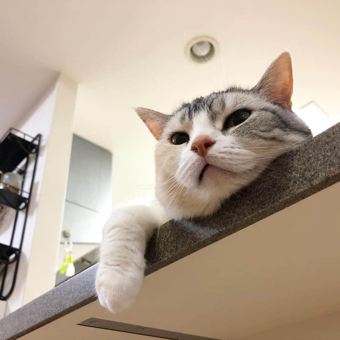 ホタテ＆クラム＆シラスのインスタグラム：「お腹減った #cat #neko #ScottishFold #猫 #ねこ #スコティッシュフォールド #catstagram #instagram #instagramjapan #ig_japan #igersjp」