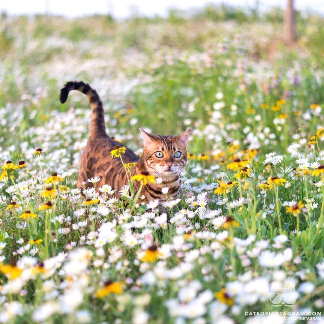 Cats of Instagramさんのインスタグラム写真 - (Cats of InstagramInstagram)「From @Bensonthebengal: “Happiness blooms in a field of daisies.🌻” #catsofinstagram #twitterweek」8月9日 23時36分 - cats_of_instagram