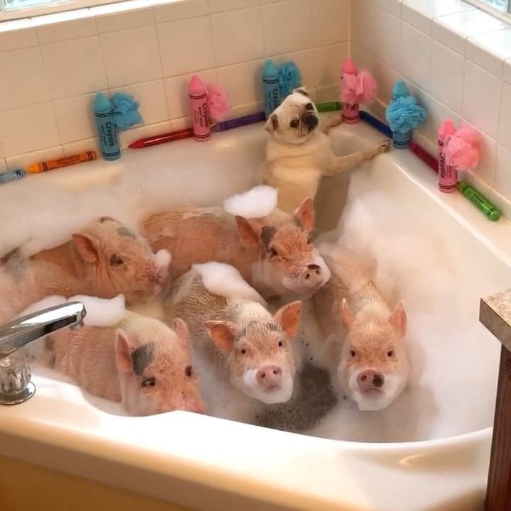 のインスタグラム：「Getting squeally clean for some back to school shopping! Pigtail is patiently waiting for mom to give her the go ahead to write her name on the wall with our new bath crayons!🛁🖍🐷🐷🐷🐷🐷🐶#backtoschool #teacherspets #PiggyPenn #Pigtailthepug #PoseyandPink #PrissyandPop」
