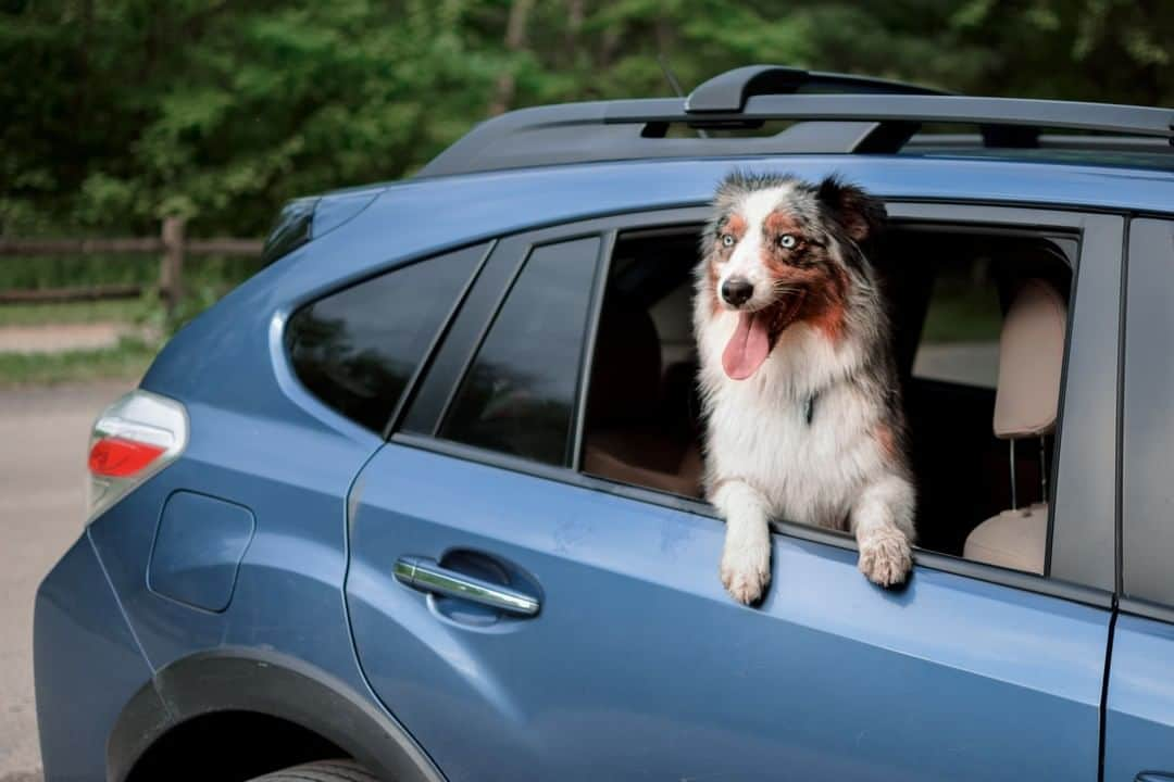 Subaru of Americaさんのインスタグラム写真 - (Subaru of AmericaInstagram)「Happy #FurryFanPhotoFriday from Daisy! (📸: @daisytheaussiedog) #SubaruLovesPets」8月10日 0時01分 - subaru_usa