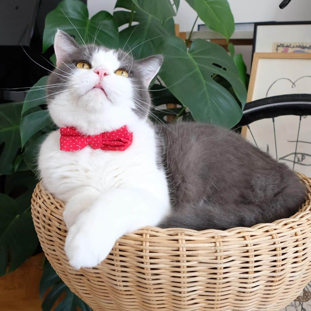 catinberlinさんのインスタグラム写真 - (catinberlinInstagram)「Another shot of this silly kitty sitting in his basket. It’s pretty much all he does all day. 😆 www.catinberlin.com」8月9日 23時52分 - catinberlin