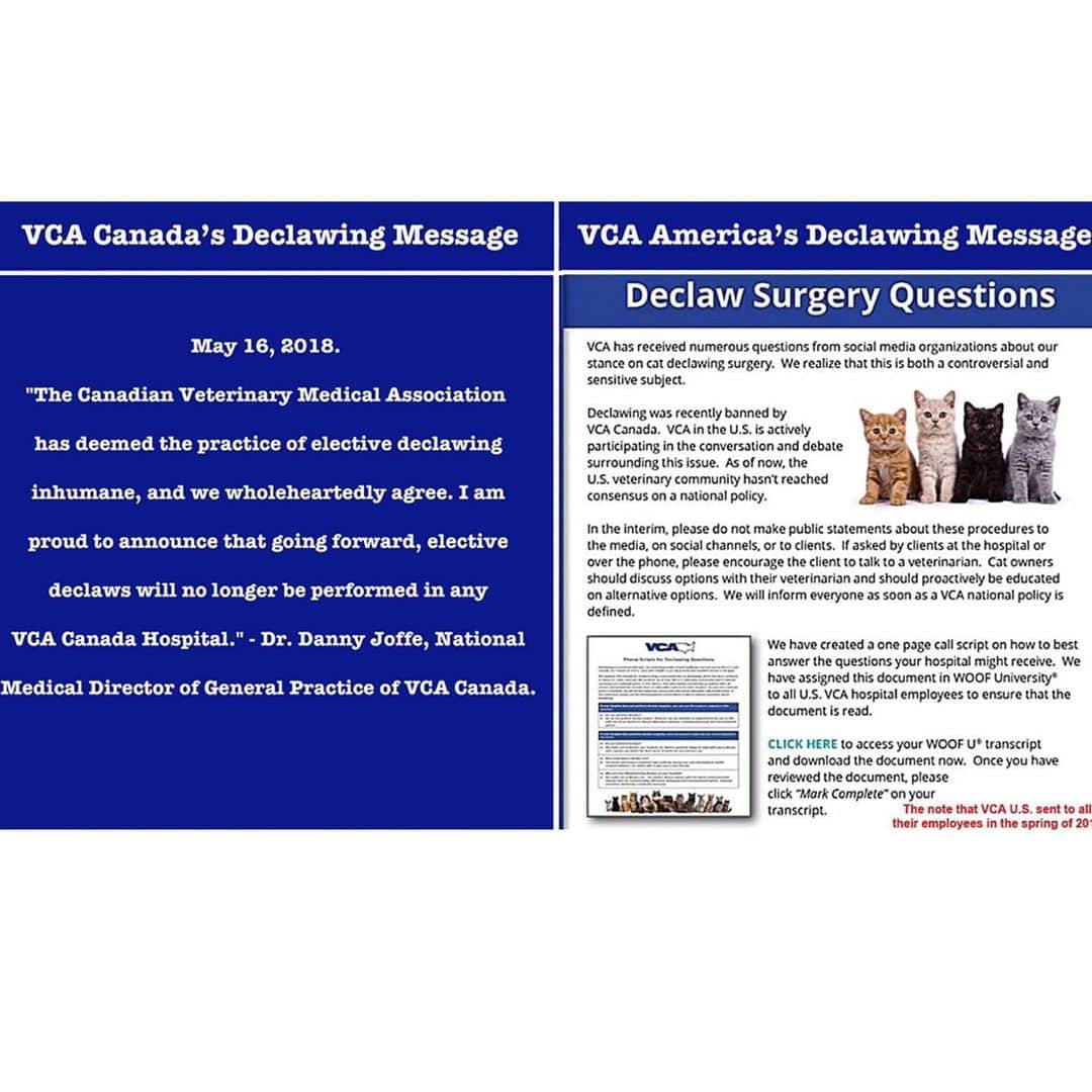 City the Kittyさんのインスタグラム写真 - (City the KittyInstagram)「Thanks to everyone who has been sending us tips and information about how VCA U.S. addresses declawing.  We need your insight.  A year ago @vca_canada stopped declawing because they said it is inhumane. 👍🏻 @vca  U.S. keeps making excuses as to why they won't stop declawing and recently sent this declawing call script note to all their employees after many of you were calling your local VCA to see how they address declawing.🙀😾 Why do YOU think that VCA U.$. won't stop declawing like their colleagues in Canada did over a year ago?  Please take 60 seconds and sign our petition to VCA that’s on our Instagram bio link. We are almost at 30,000 signatures!  Please respectfully ask @vca why are the still doing this mutilating and harmful procedure to cats in America. 😿😿😿💔」8月10日 0時09分 - citythekitty
