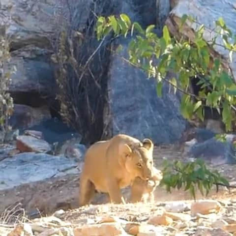 Kevin Richardson LionWhisperer のインスタグラム