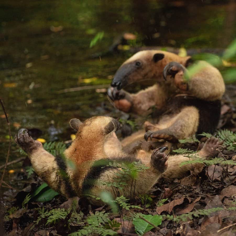 National Geographic Creativeのインスタグラム